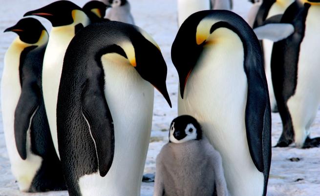 Популацията на императорските пингвини намалява
