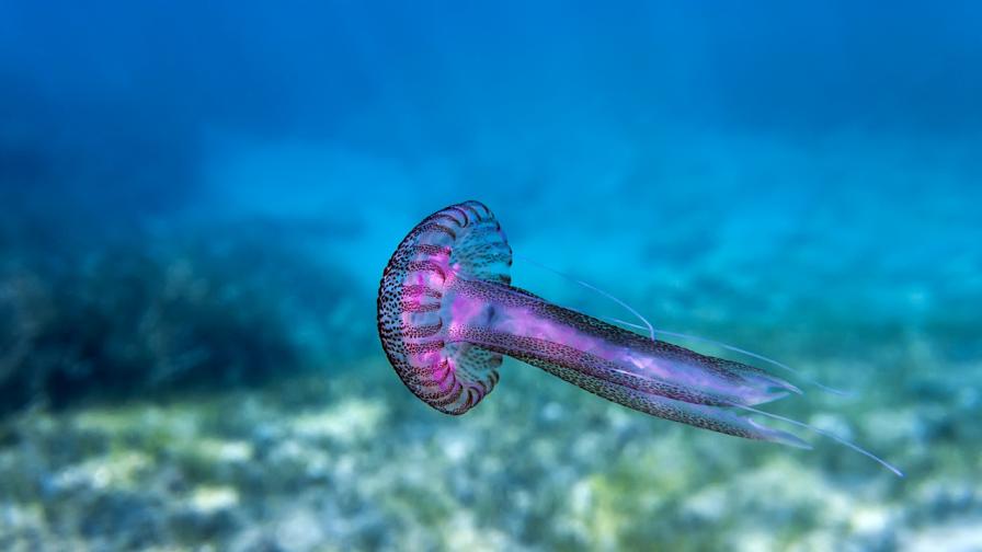 Невероятни факти за медузите