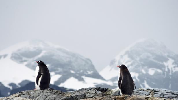 В Деня на Земята – откриха изложба, посветена на Антарктида, на Моста на влюбените
