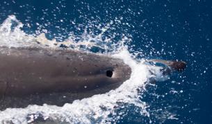 "Множество куршуми в мозъка и сърцето": Труп на делфин намериха край Луизиана