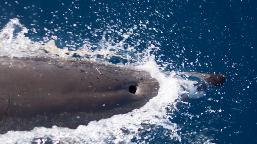 "Множество куршуми в мозъка и сърцето": Труп на делфин намериха край Луизиана