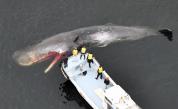 Кораб влезе в Ню Йорк с огромен мъртъв кит