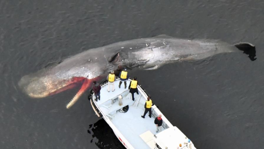 Кораб влезе в Ню Йорк с огромен мъртъв кит