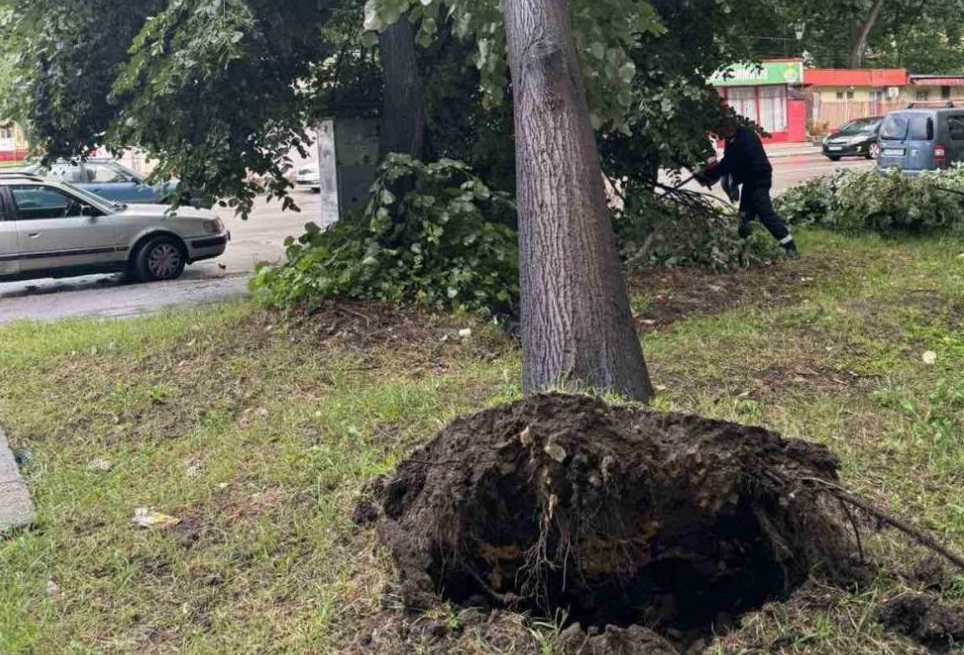 Буря изкорени дървета в Пазарджик