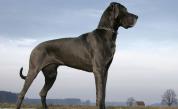 Най-високото куче в света умира само на три години