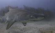Живееща 500 години акула разкрива тайната на дълголетието