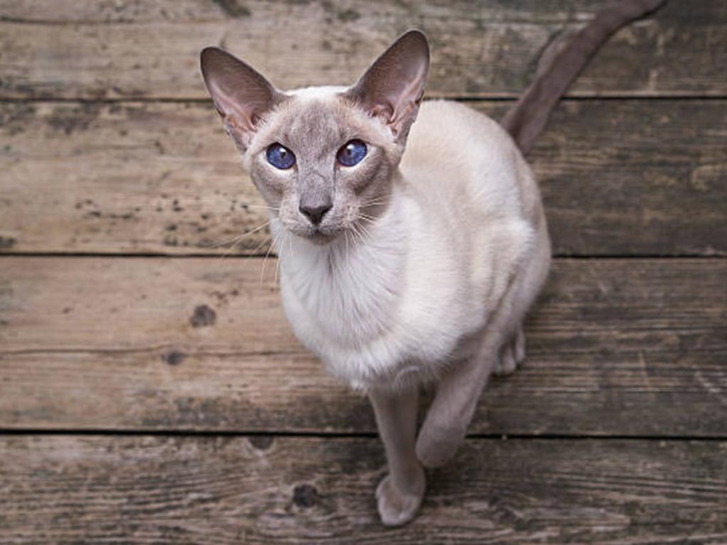 Понякога генетиката сътворява уникални неща особено когато става въпрос за