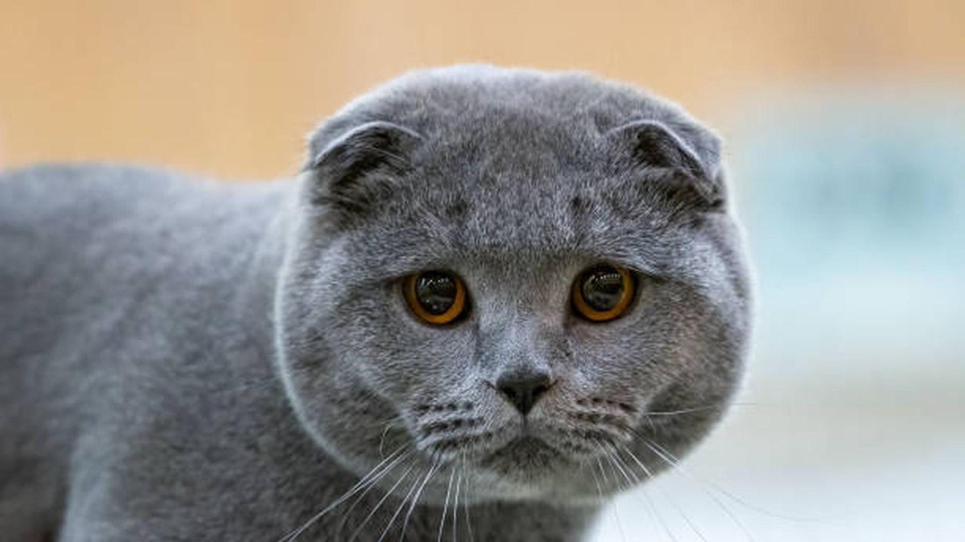 Заключена в търговски фризер зад бензиностанция в Охайо котка оцеля