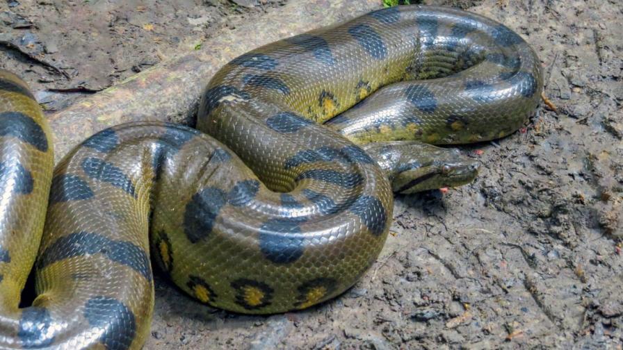 Трети случай на ухапан от змия в Благоевградско