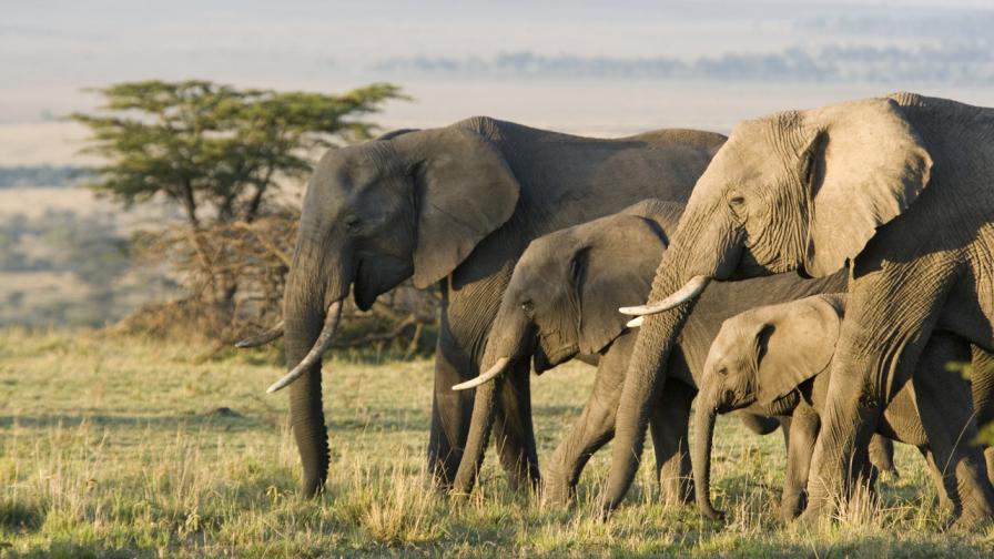 Испански турист бе стъпкан от стадо слонове в Южна Африка