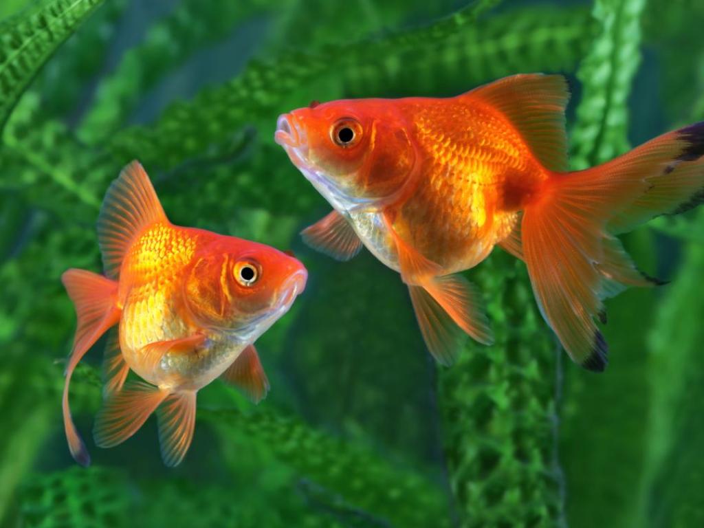 Въпреки популярността на златните рибки Carassius auratus познанията на обществеността