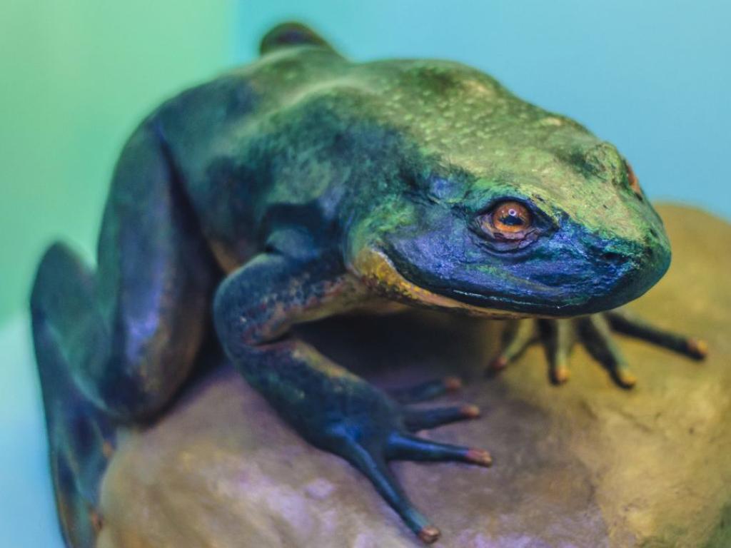 Наречената по подходящ начин великолепна дървесна жаба обикновено е зелена