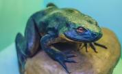 Жаби превзеха центъра на Бургас, гларуси започнаха „лов“ на площада