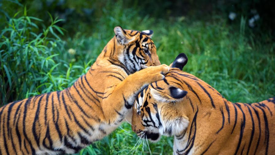 Малайзийския тигър под заплаха: Останали са само 150 екземпляра