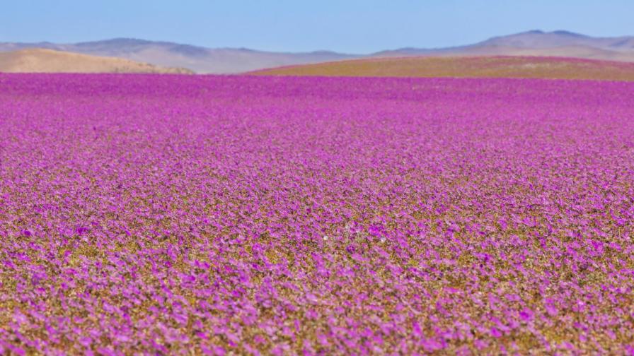 Най-сухата пустиня в света Атакама е в разцвет (СНИМКИ)