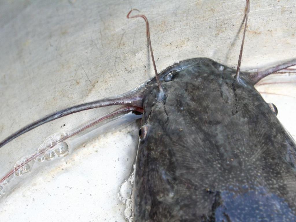 Безчелюстните кръвосмучещи риби могат да ни помогнат да разберем как