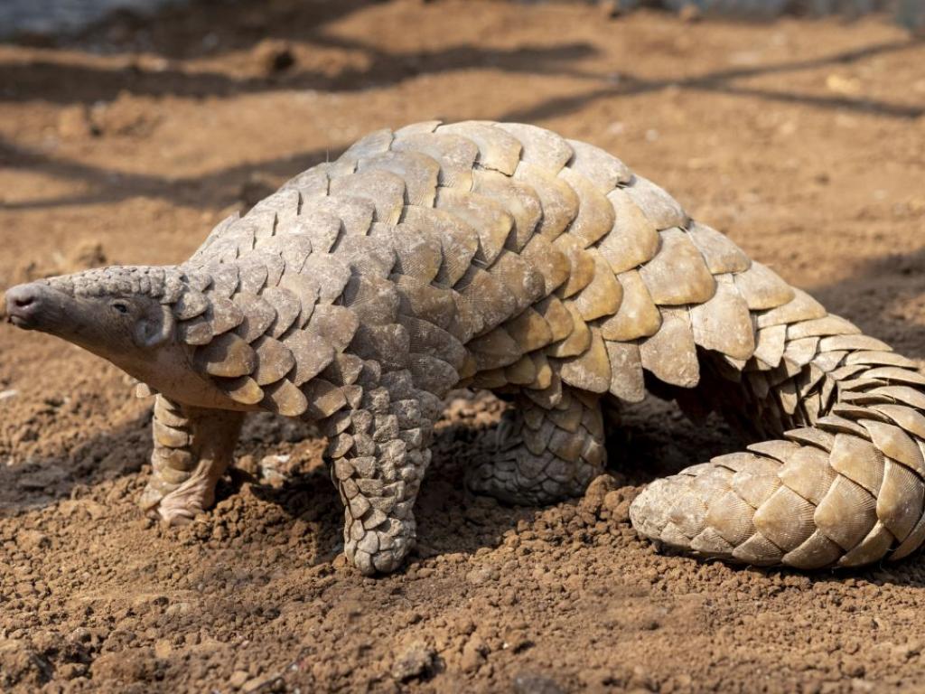 Днешните бозайници се сблъскват с най различни проблеми за които техните
