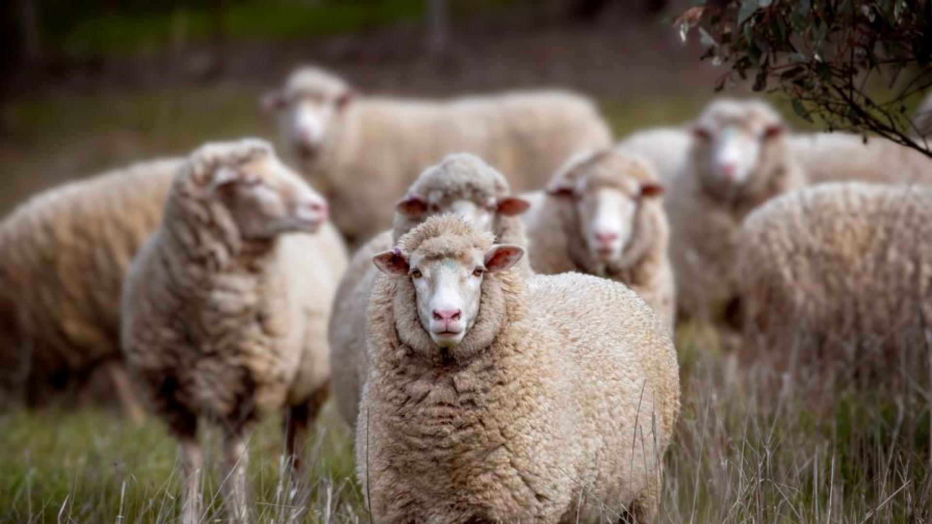 Стадо от 1000 овце предстои да бъде унищожено в казанлъшкото