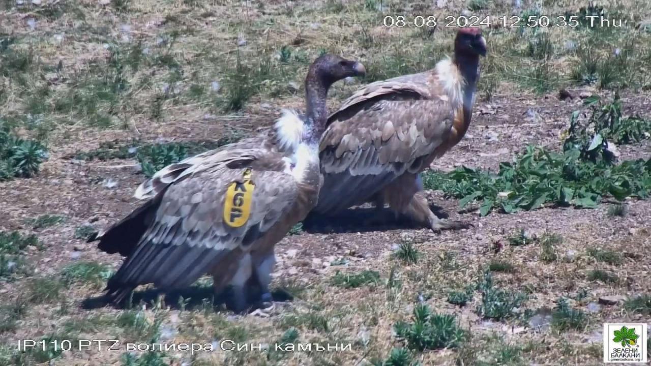 Гурме за стотици лешояди