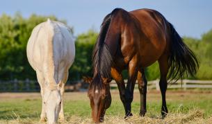 Търг за коне в ОАЕ отчете продажби за 1,76 млн. долара