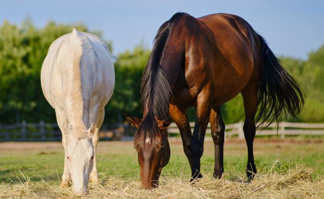 Търг за коне в ОАЕ отчете продажби за 1,76 млн. долара