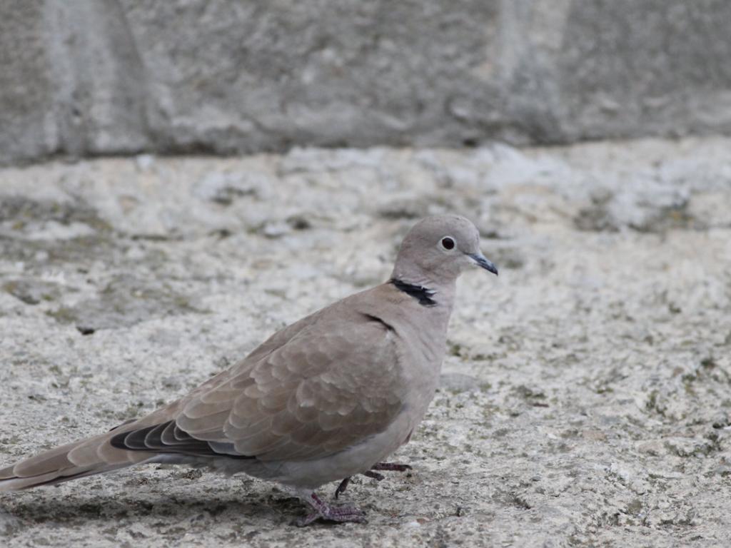 Streptopelia decaocto