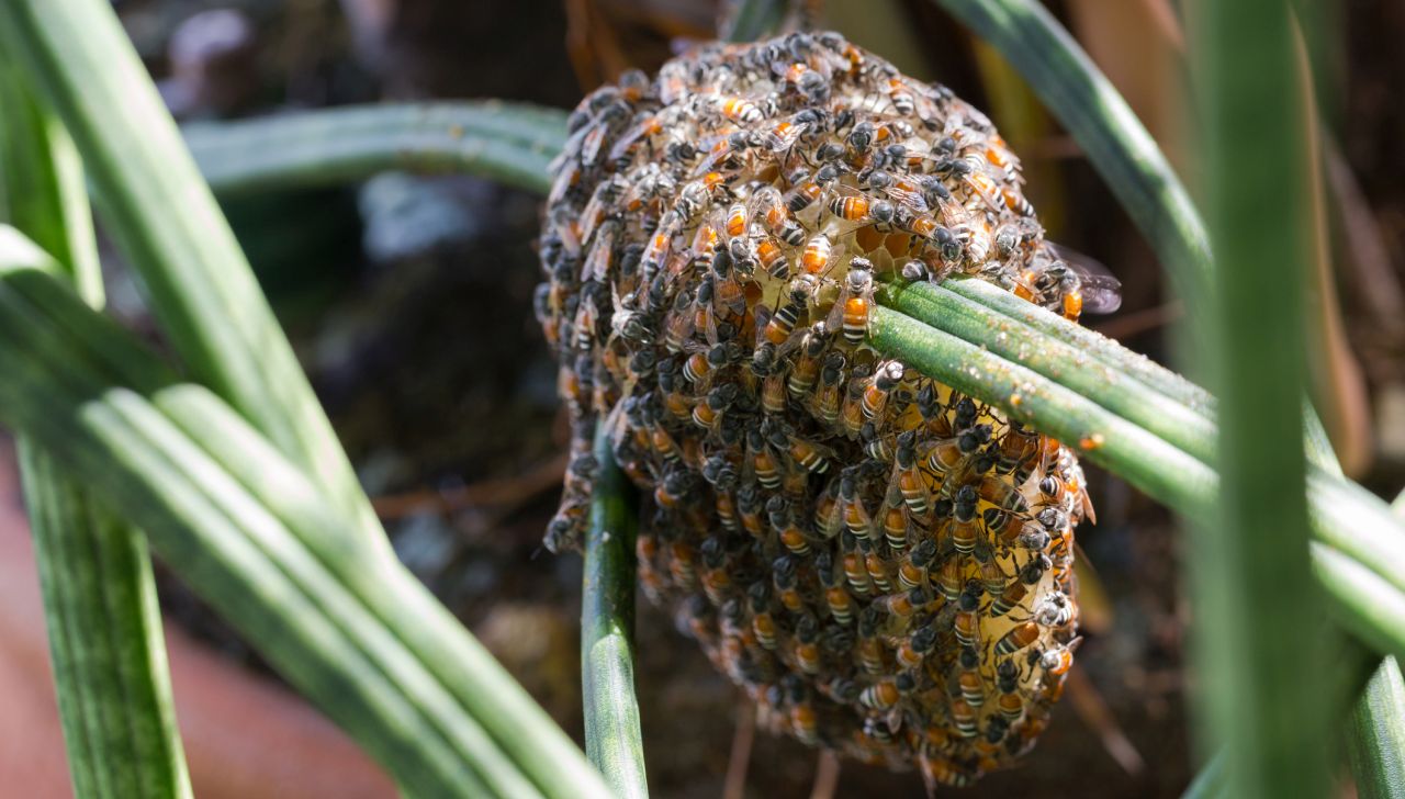 Неканена компания: 10 000 пчели „паркираха“ върху велосипед пред Лувъра