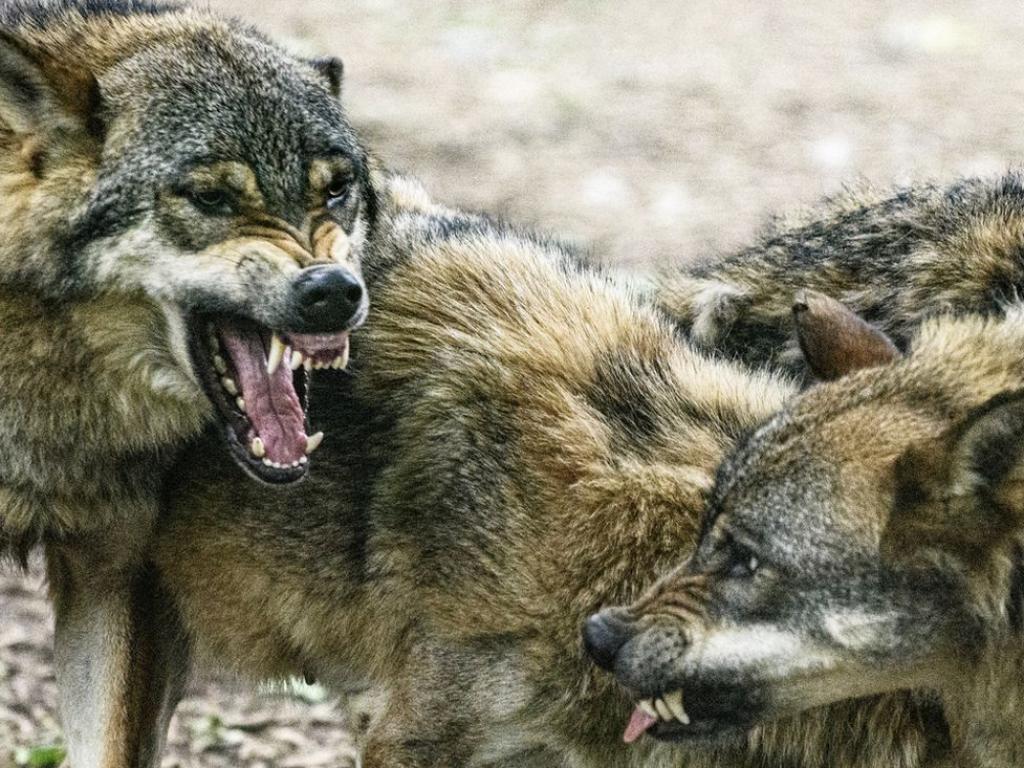 Четиригодишната Сандия е спала пред колибата на семейството си в