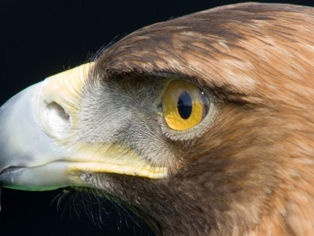 Млад скален орел нападна малко дете в Норвегия като го