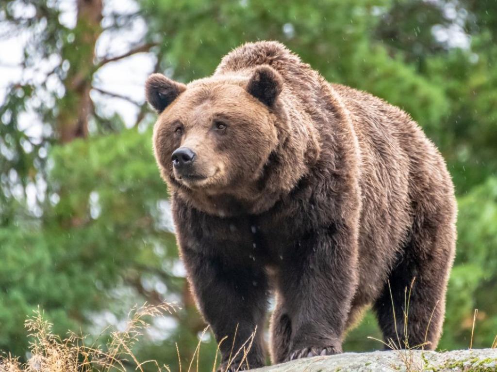 Кафява мечка нападна и фатално рани гъбар в северната част