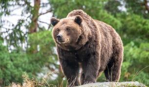 Япония мобилизира военни, за да се справи с нападенията от мечки