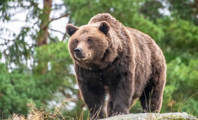 Мечка вилня 7 дни в пчелин край Асеновград