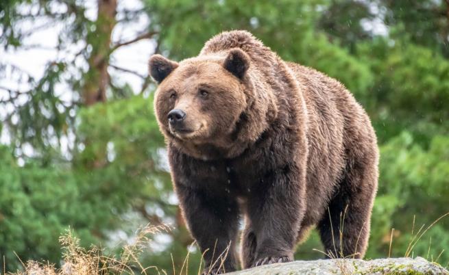 Фатално нападение: Мечка отне живота на гъбар в Словакия