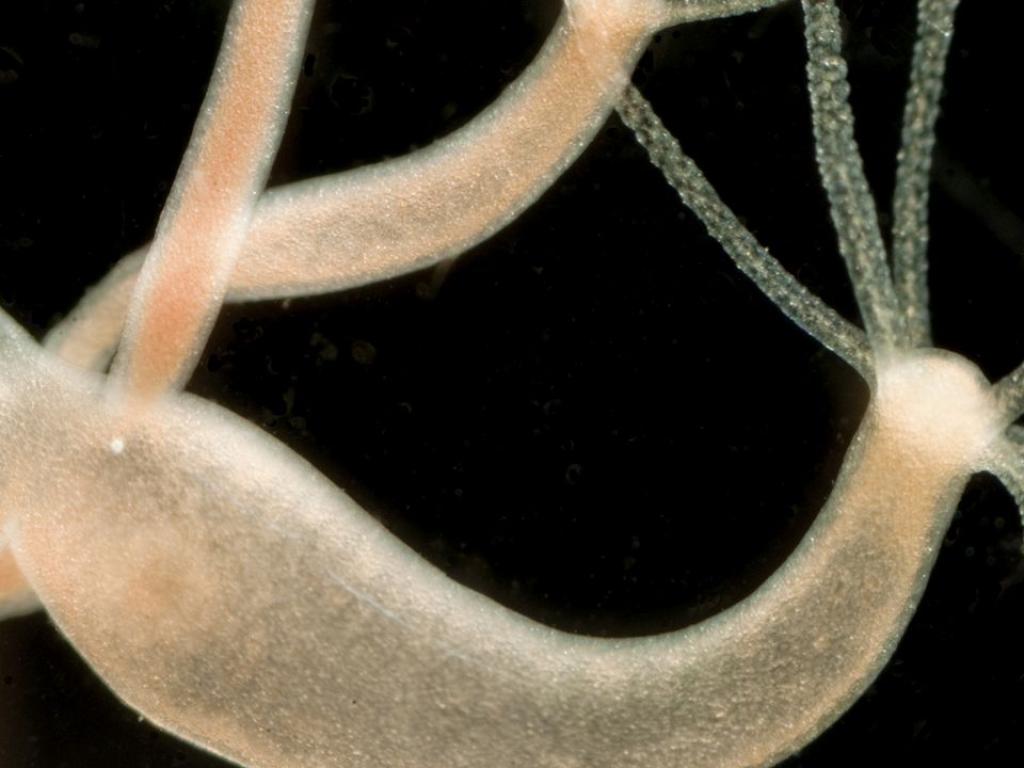 Подобните на медузи същества наречени хидри могат да развият тумори