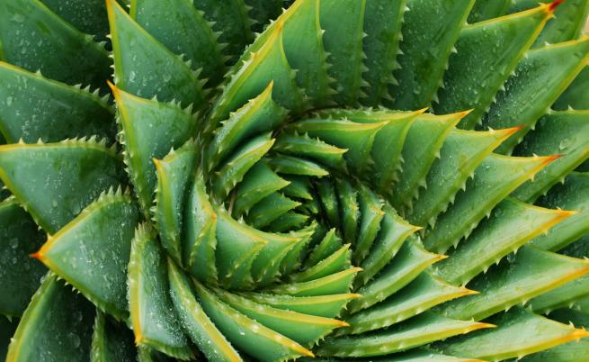 Кмет забрани кактусите в град в Германия