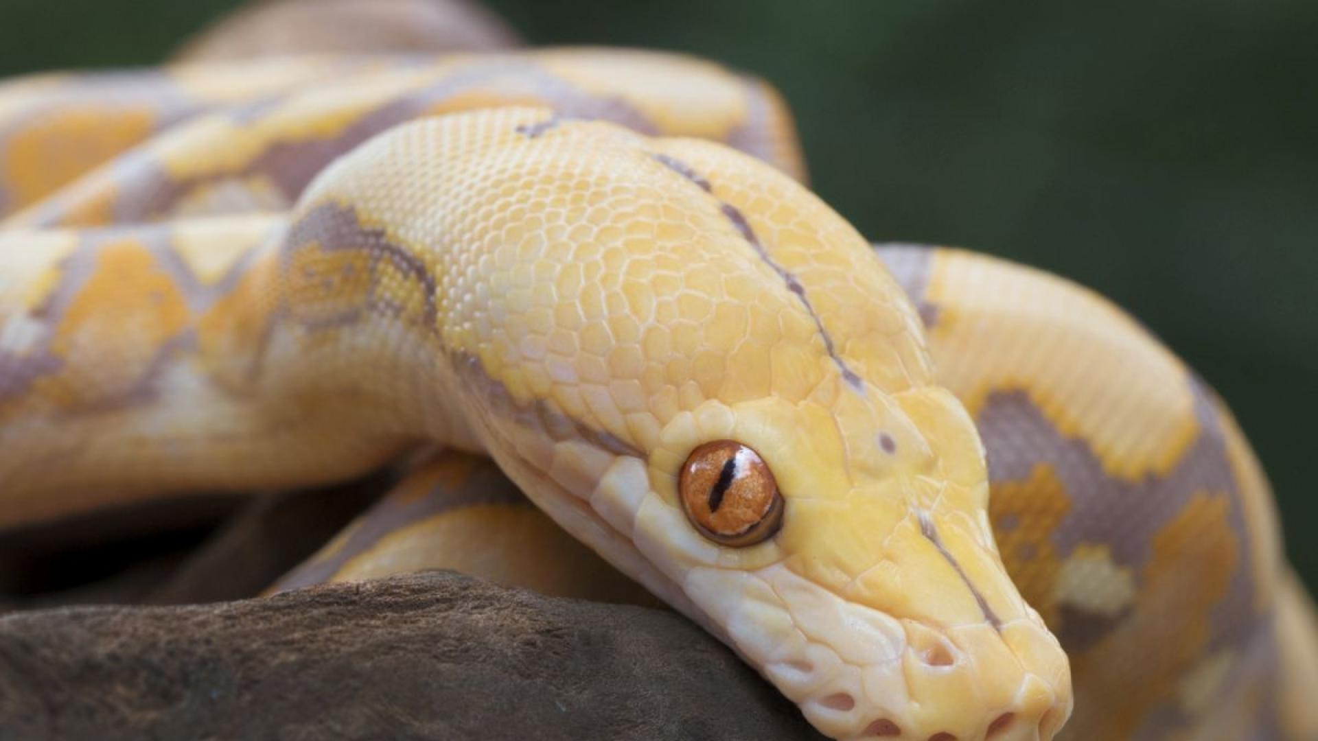 Полет в Австралия беше отложен с два часа след като