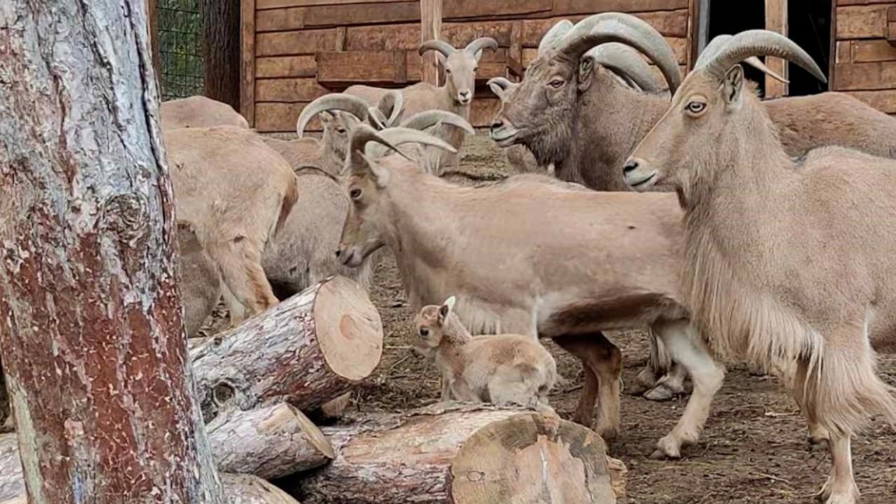 Бебе козирог се роди в Стара Загора