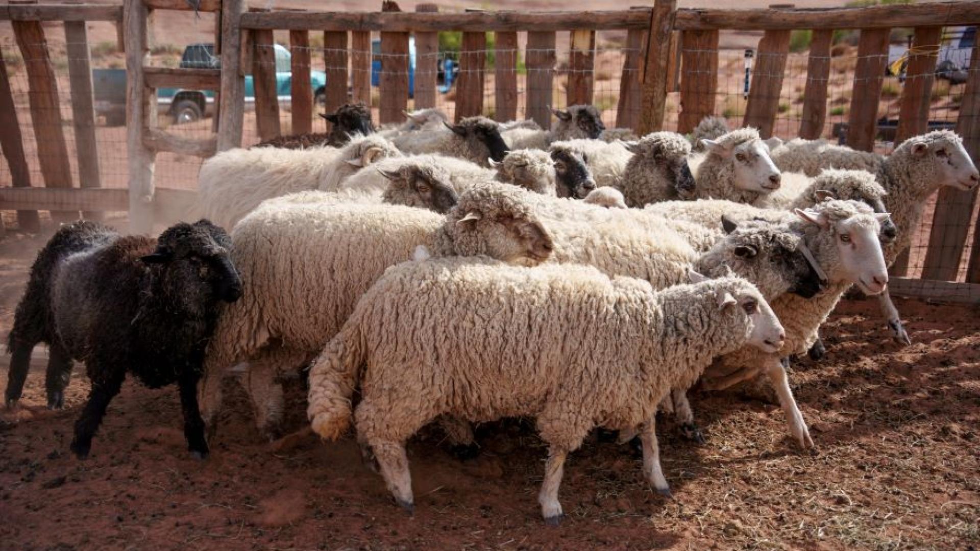 Въвеждат 10 километрова зона за наблюдение около казанлъшкото село Шейново Причината