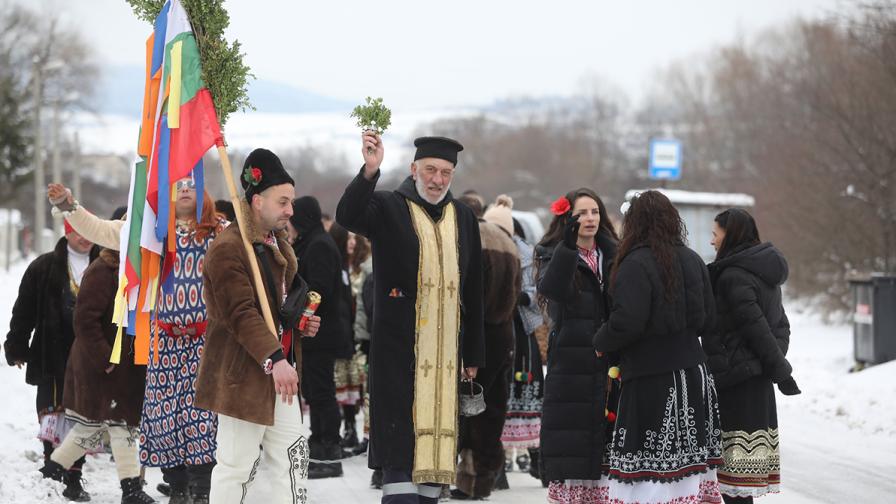 Местна Сурова в Кралев дол