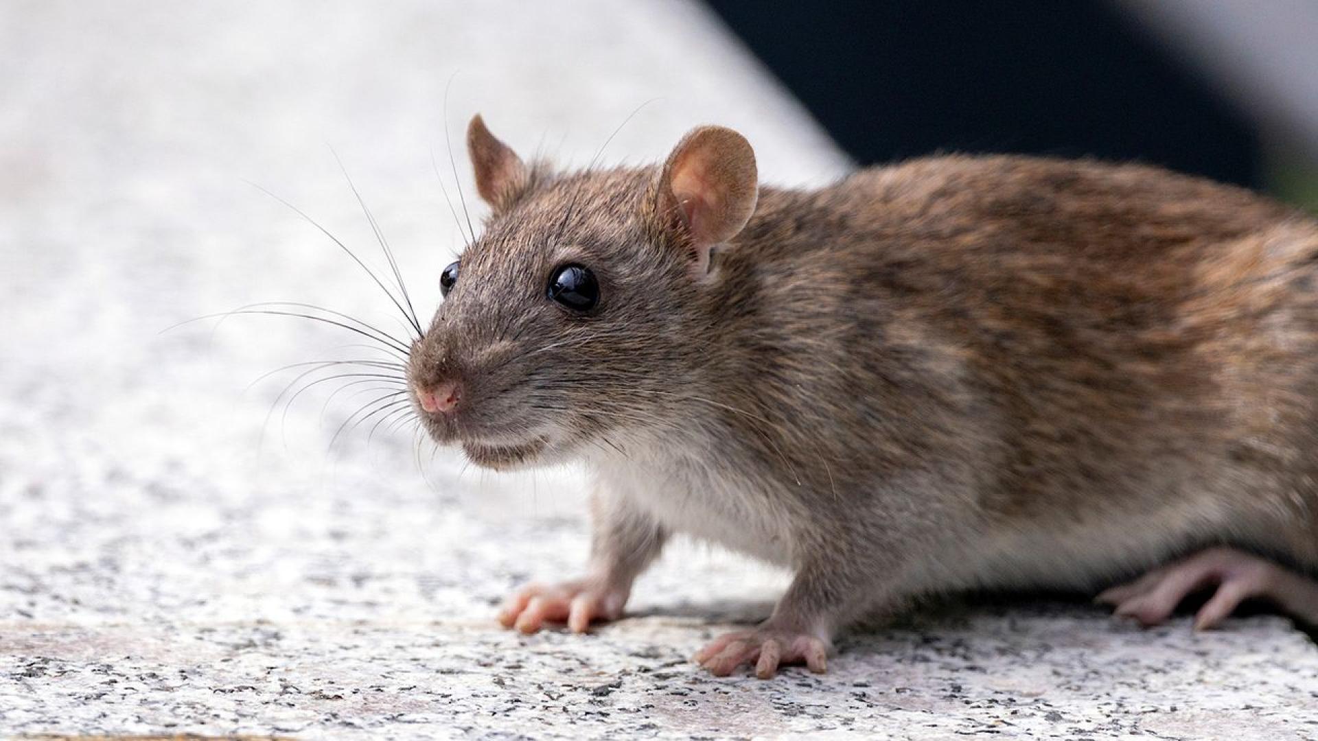 За много влюбени двойки едно от най романтичните неща е вечеря