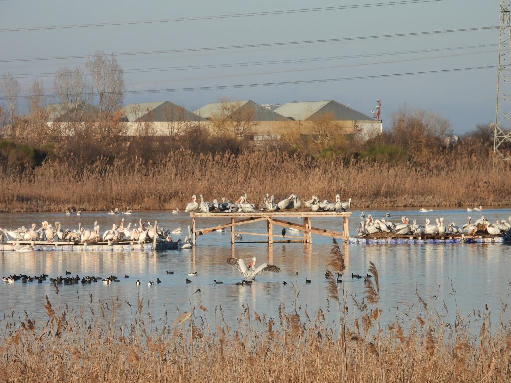 Къдроглави пеликани загнездиха край Бургас