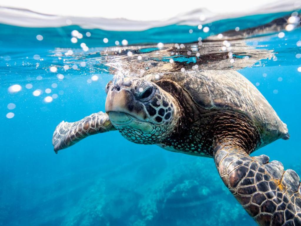 Повече от 1100 мъртви маслинови морски костенурки Lepidochelys olivacea бяха