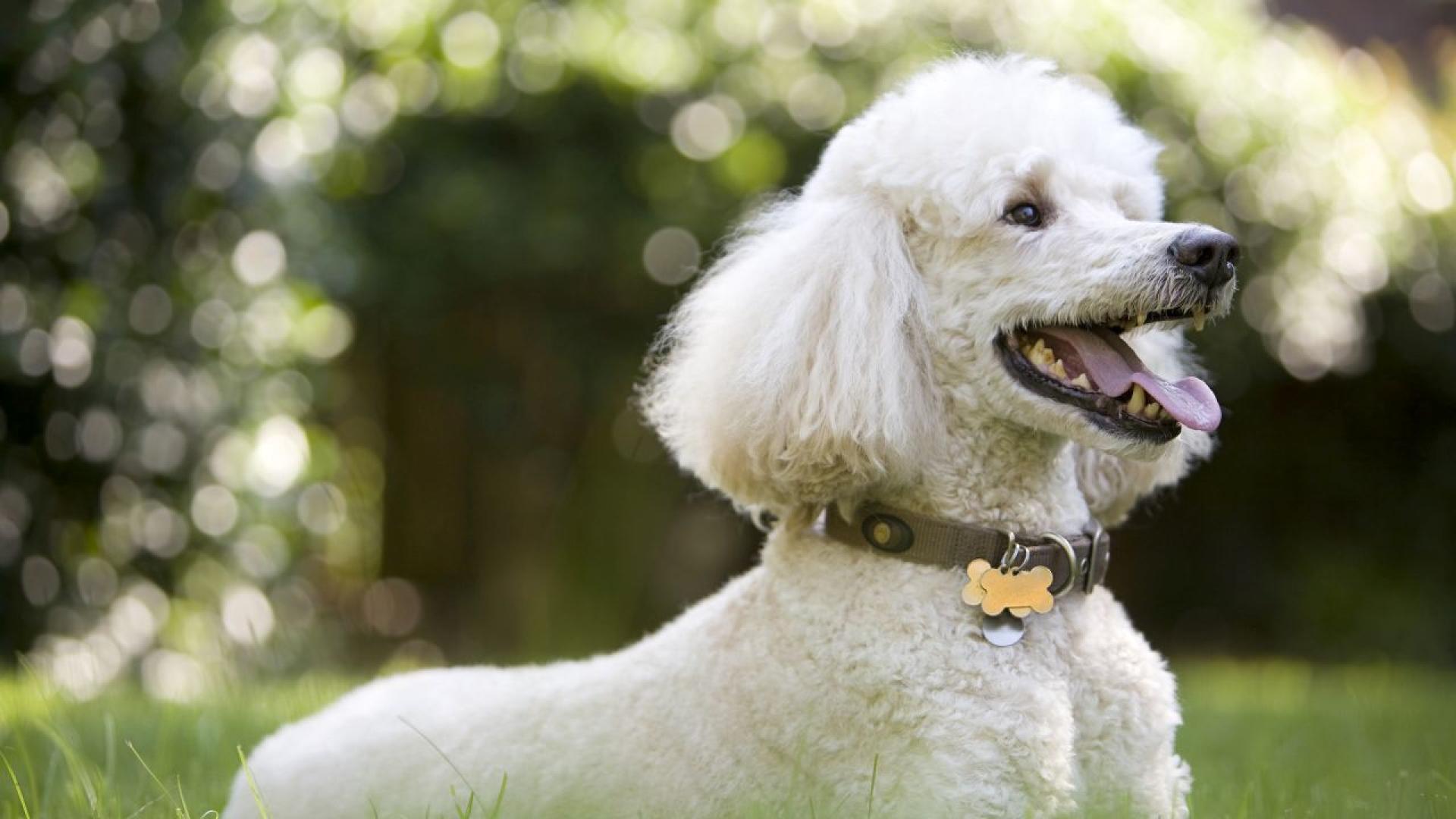 Макар че хората са преобладаващата част от исторически значимите личности