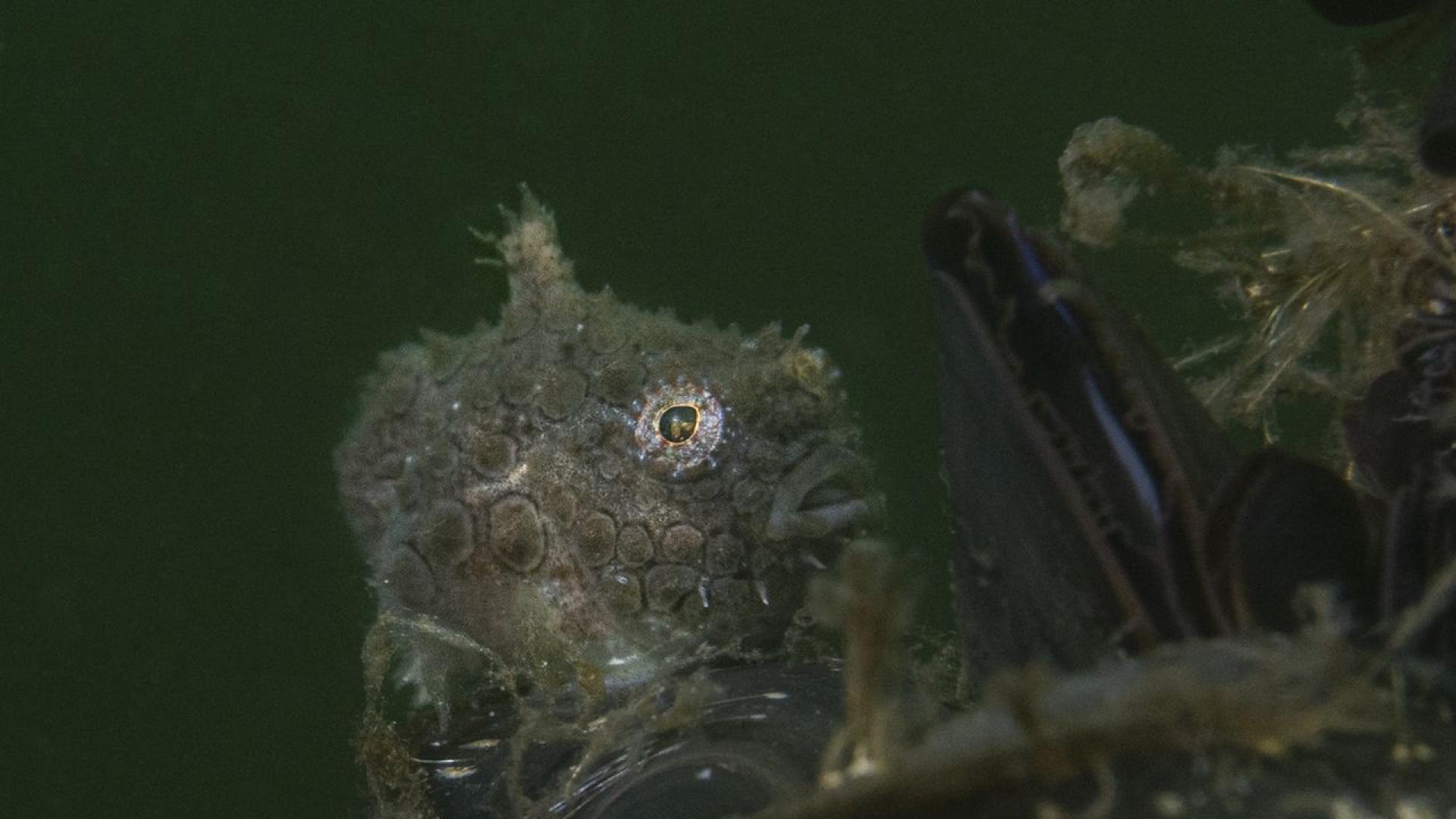 Морето е тъмно и пълно с мистерии Дали има вода на