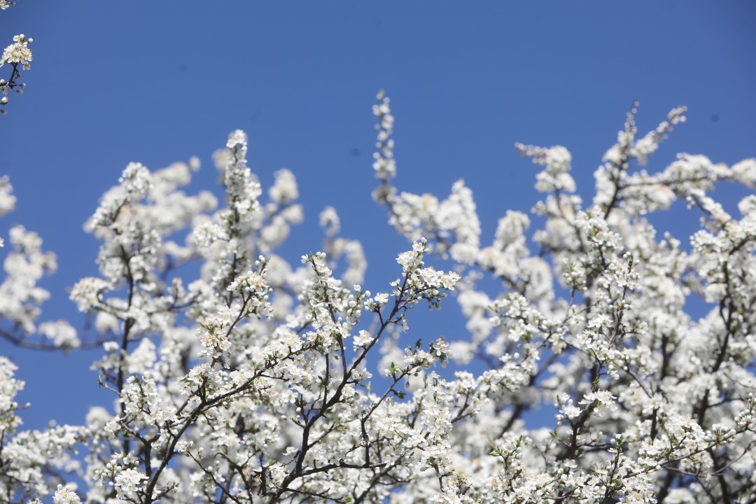 <p>Ден на отворените врати ще се състои днес в Националния институт по метеорология и хидрология - от 10.00 до 16.00 часа. Посетителите ще могат да научат как се измерват температурите, атмосферното налягане, влажността на въздуха и посоката на вятъра, как се изготвят прогнозите за времето и хидропрогнозите.</p>