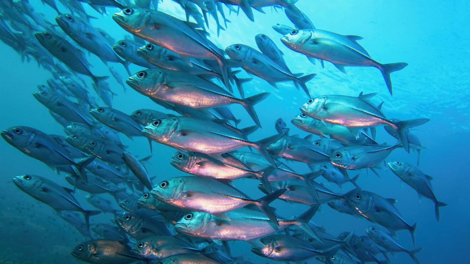 Пактът за отбрана и сигурност който се подготвя между Обединеното