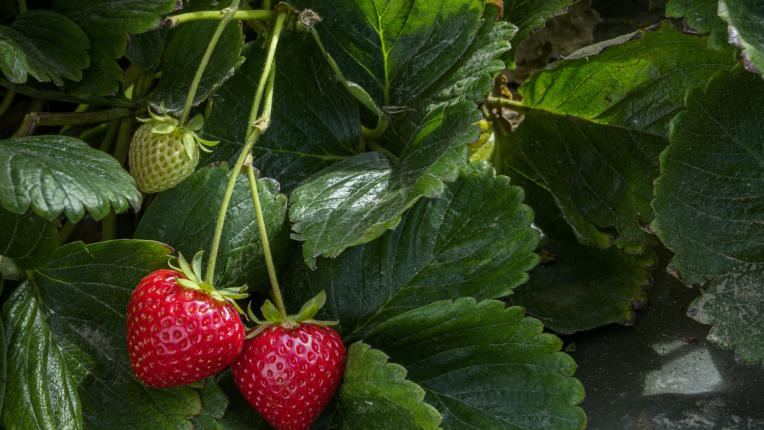  Как да включим ягодите в ежедневното си меню? 