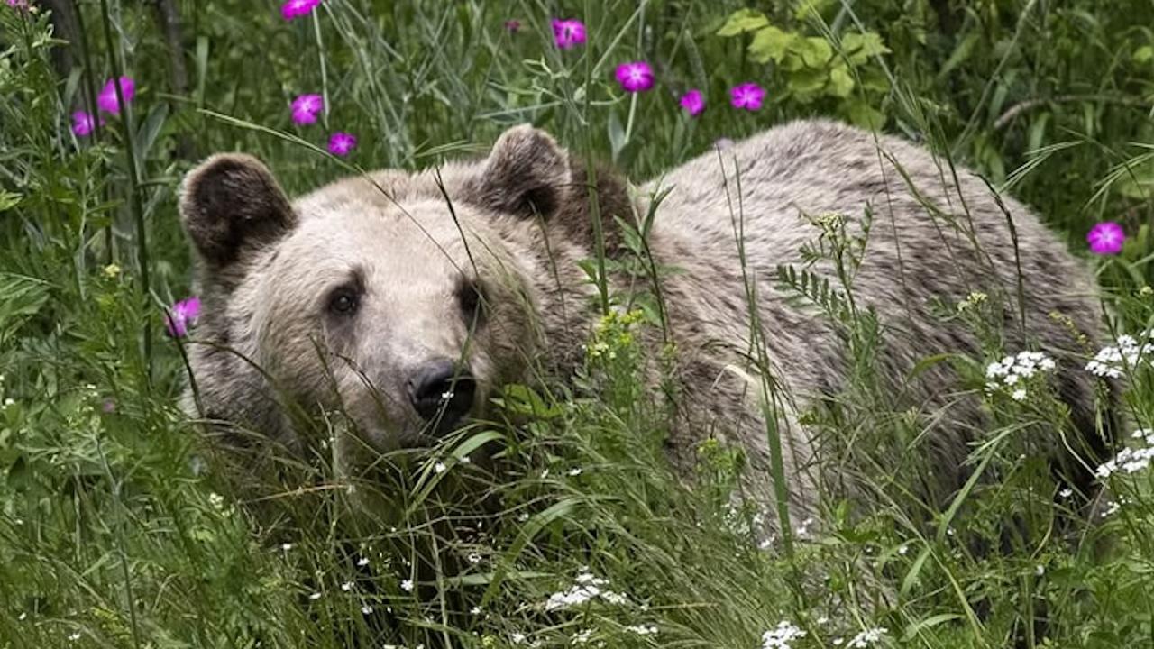 Паркът за мечки край Белица отваря врати на 14 април