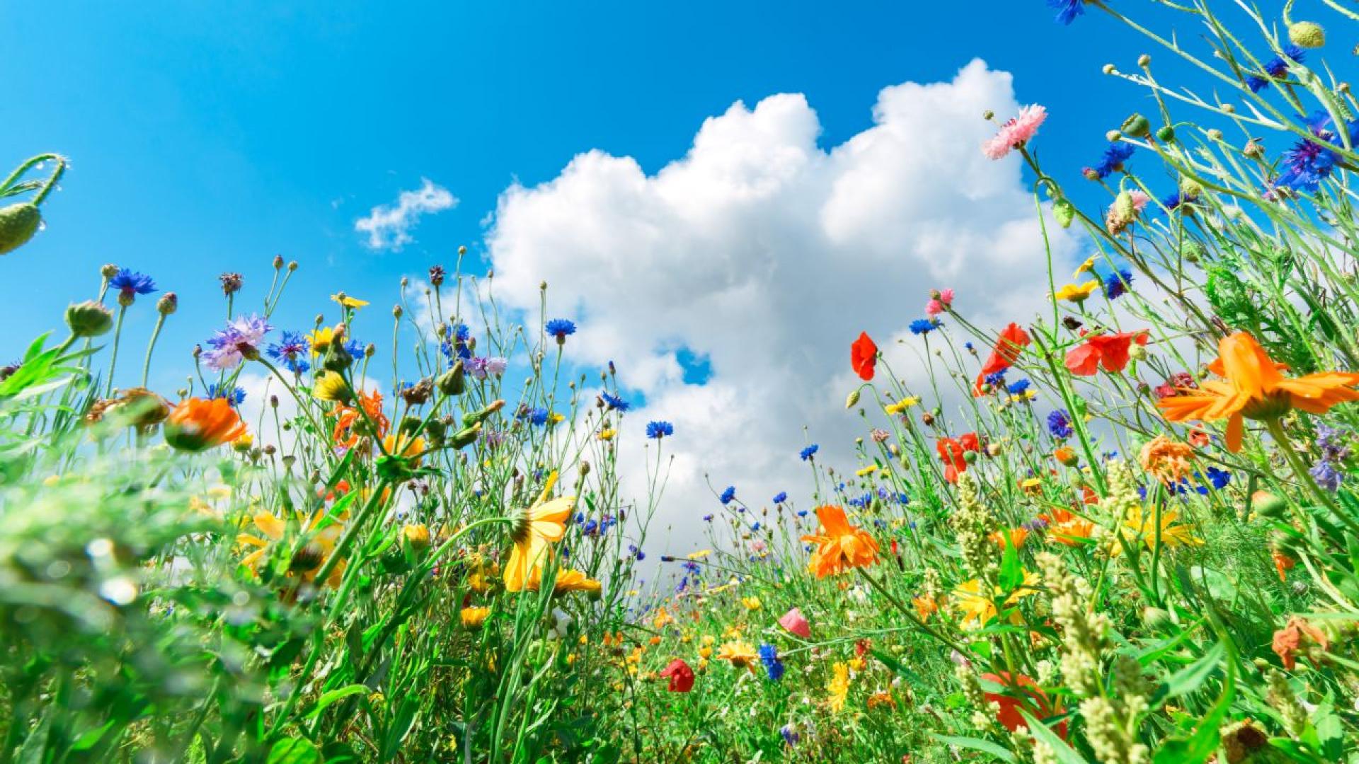 През нощта ще бъде предимно ясно след полунощ над югоизточната