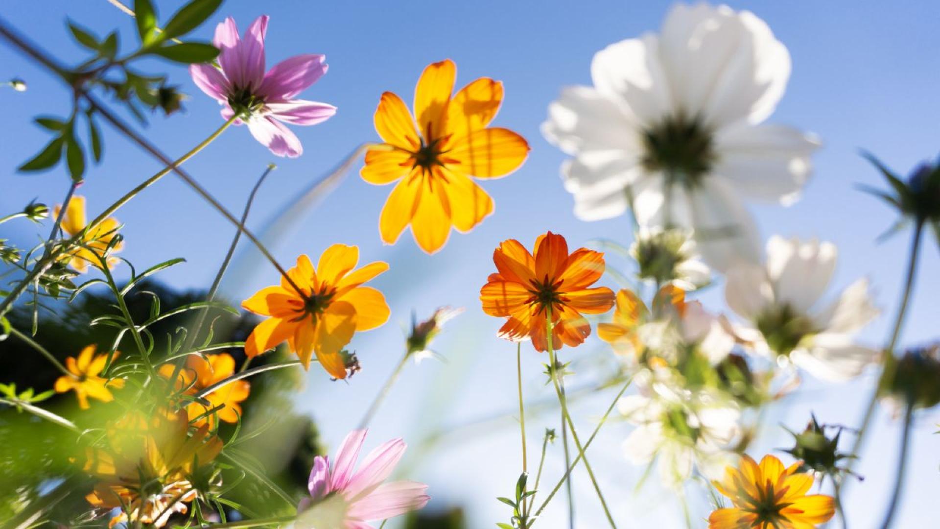 През нощта ще бъде ясно и почти тихо Минималните температури